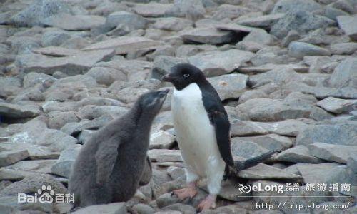 澳大利亚企鹅岛企鹅濒临灭绝
